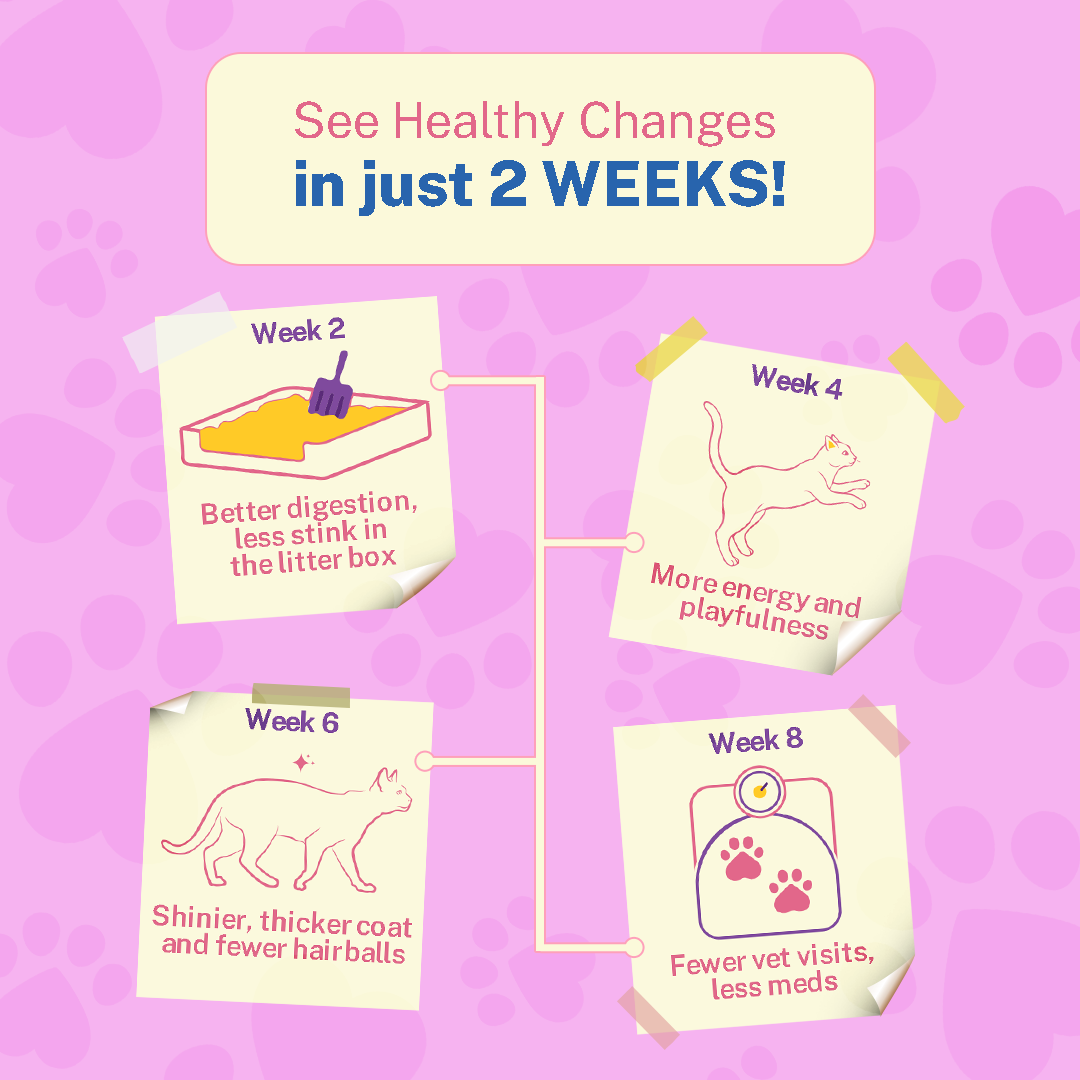 Smylo Chicken Combo Pack, Chicken & Liver, Adult Cat Wet Food - Image 5