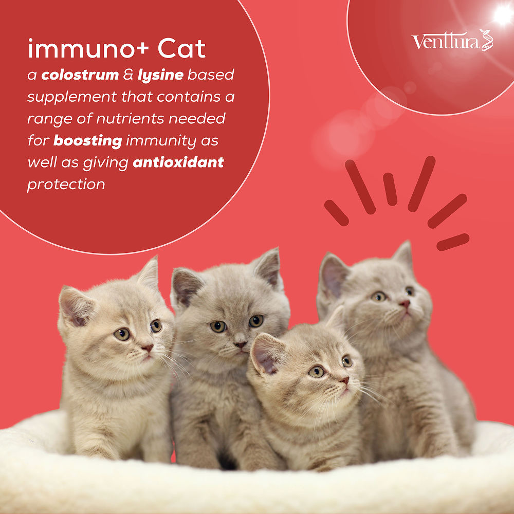 Venttura Immunity Booster & Calming Supplement for Cats — in use