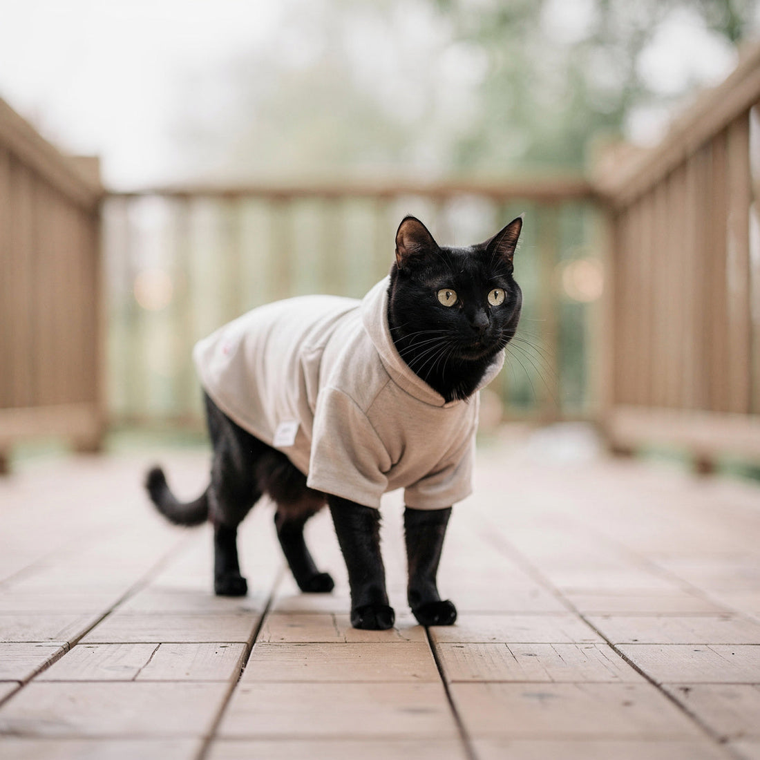 A black domestic short-haired cat wearing a light pet jacket on a veranda
