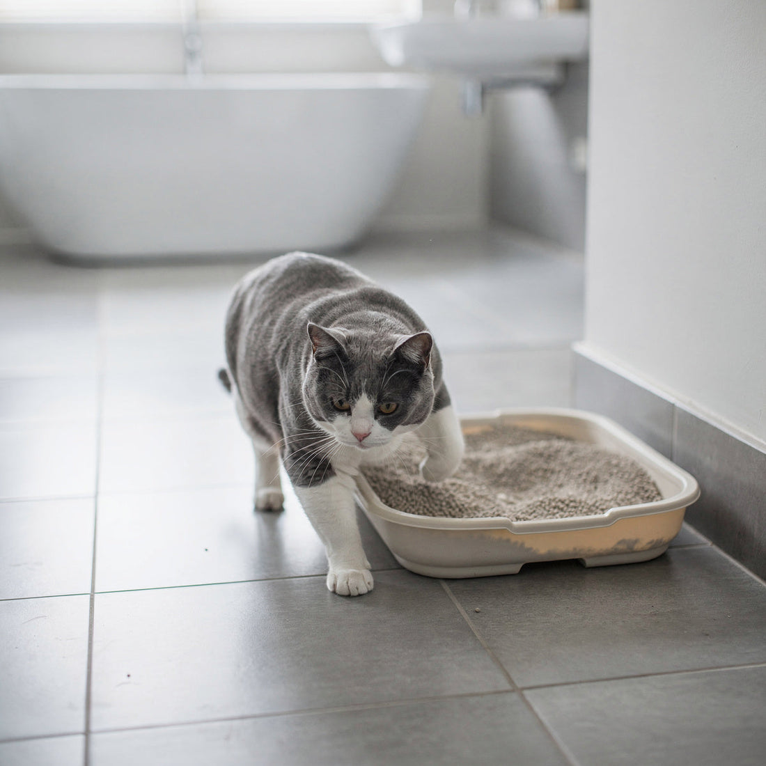 A grey and white domestic cat next to a clean litter tray in a bright bathroom