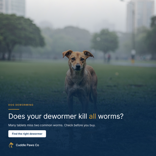 A young short-haired indie dog standing on wet grass in a city park after rain, whole body in frame, looking calmly towards the camera.