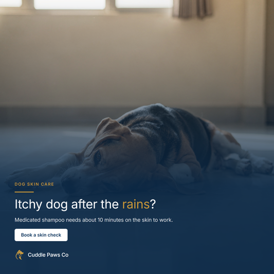 A beagle lying on a cool tiled floor indoors, head down, resting.