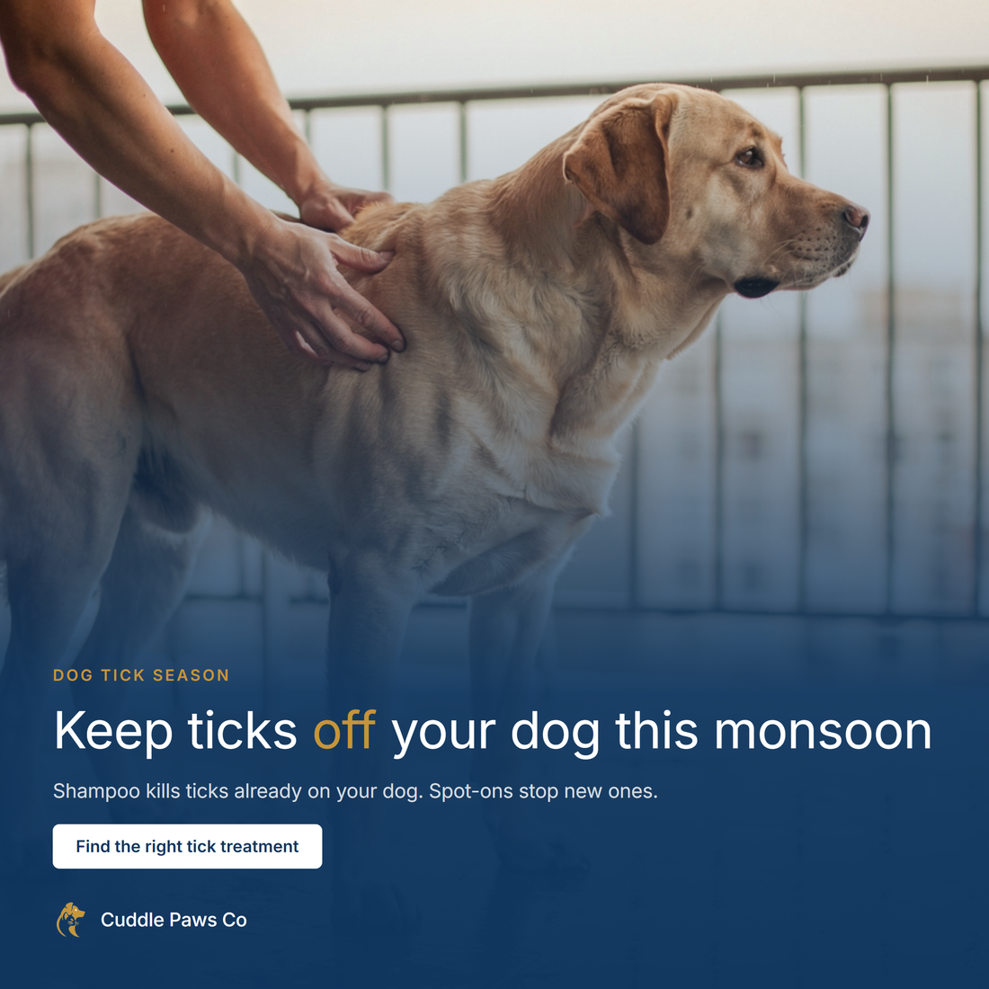 A yellow Labrador standing on a balcony while a person's hands check the fur on its neck.