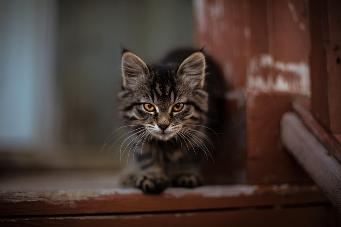 Bengal cat price guide for India