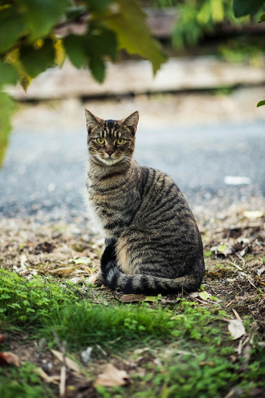 Cat supplement for filling nutritional gaps