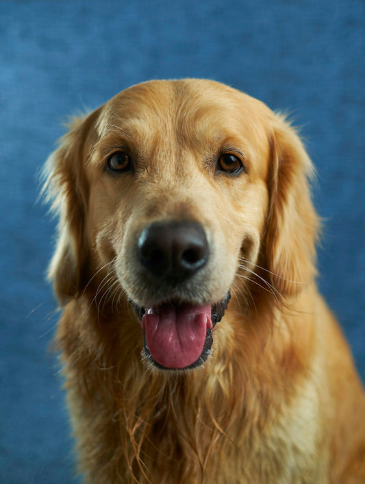Dog chewing a dental treat for healthy teeth
