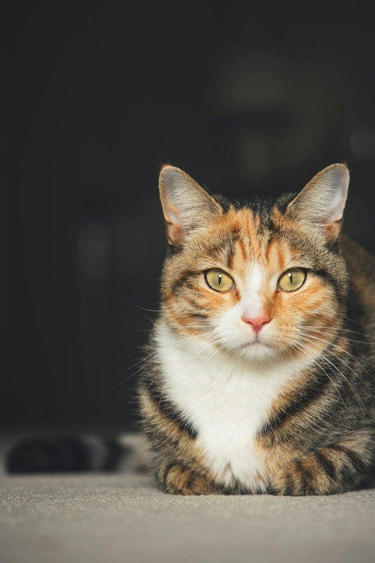 Cat with common feeding mistakes to avoid