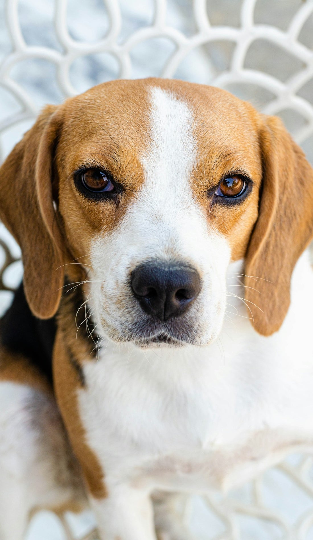 Dog with high energy from steady nutrition