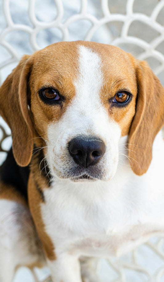 Dog with high energy from steady nutrition