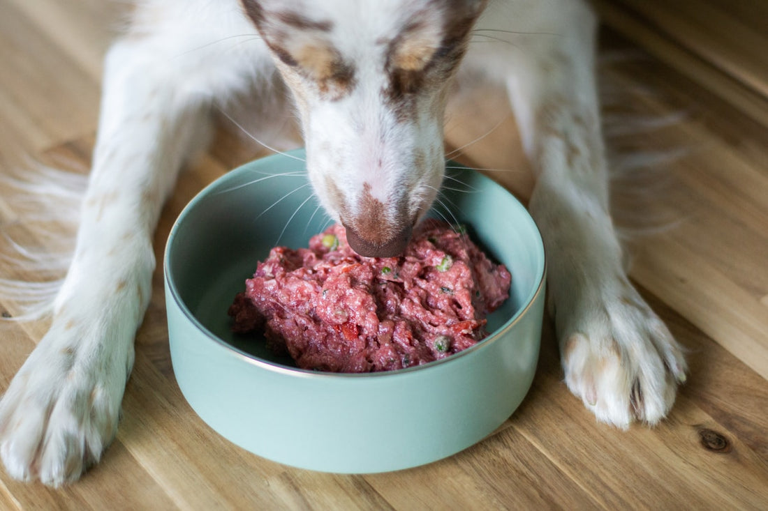 Dog eating dry dog food from a bowl - dog food price comparison guide