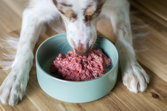Dog eating dry dog food from a bowl - dog food price comparison guide