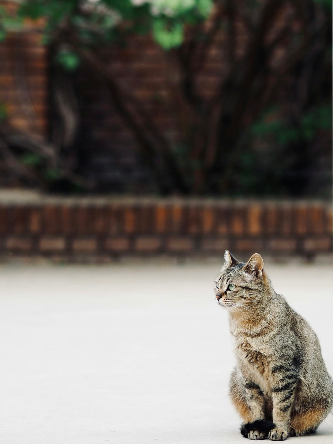 Cat drinking water to stay hydrated