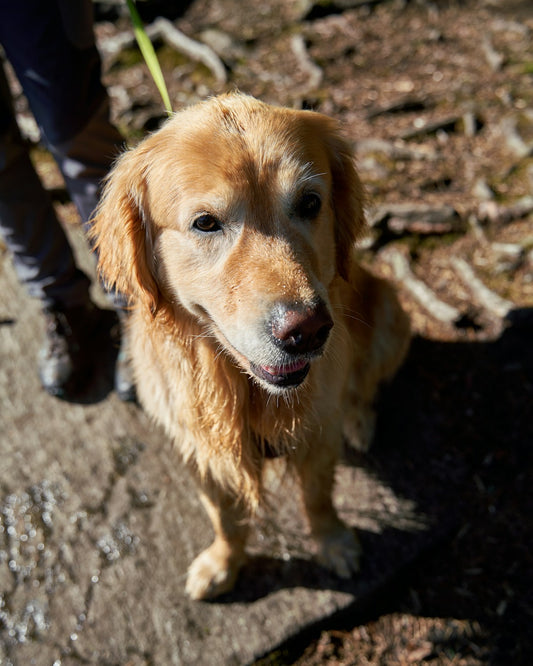 Dog on a walk, part of a healthy deworming routine