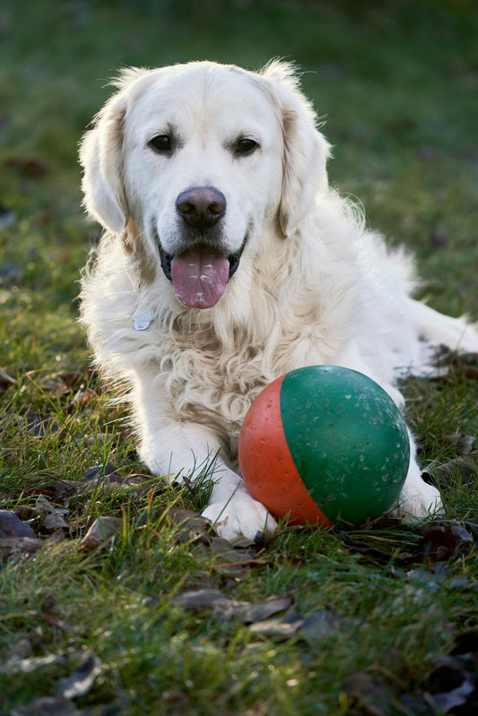 Senior-friendly dog breed for older owners