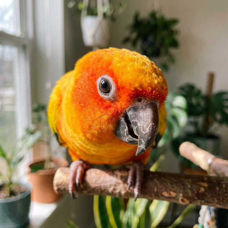Birds