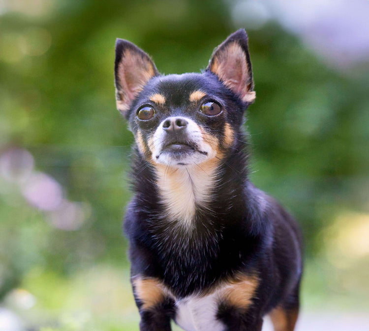 Chihuahua