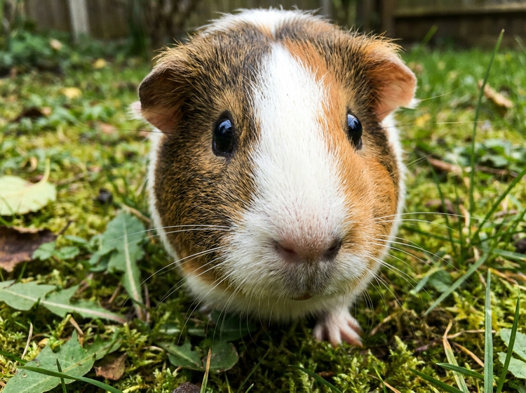 Small Pets