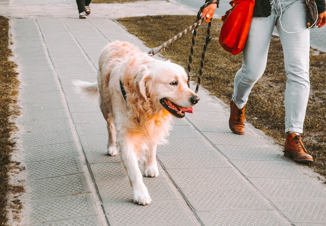 Dog on leash walking with owner
