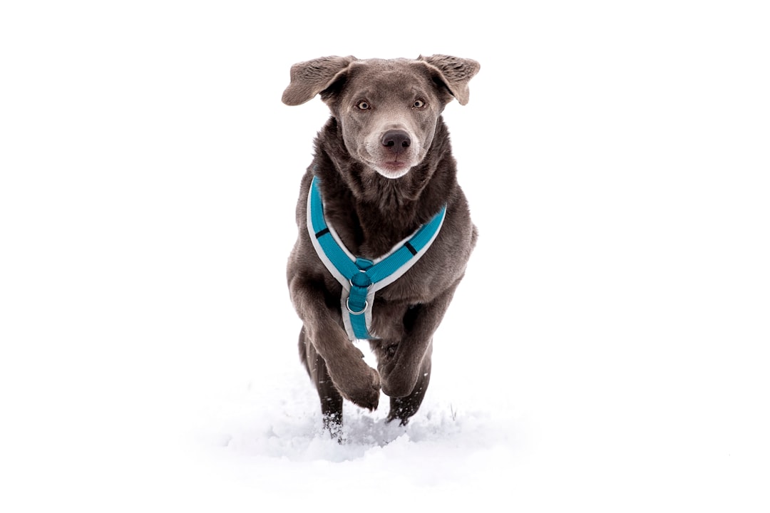 Dog in reflective harness at dusk
