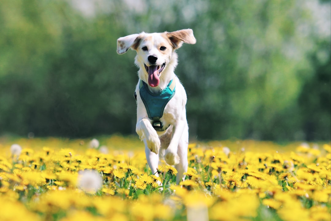 Dog wearing a comfortable harness