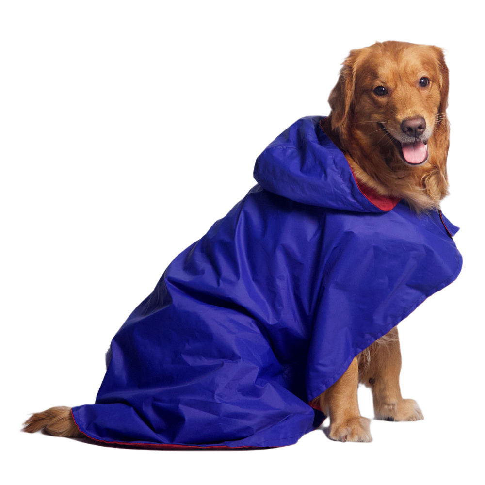 Dog wearing a raincoat in the rain