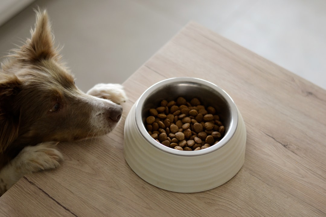 Stainless steel pet food bowls
