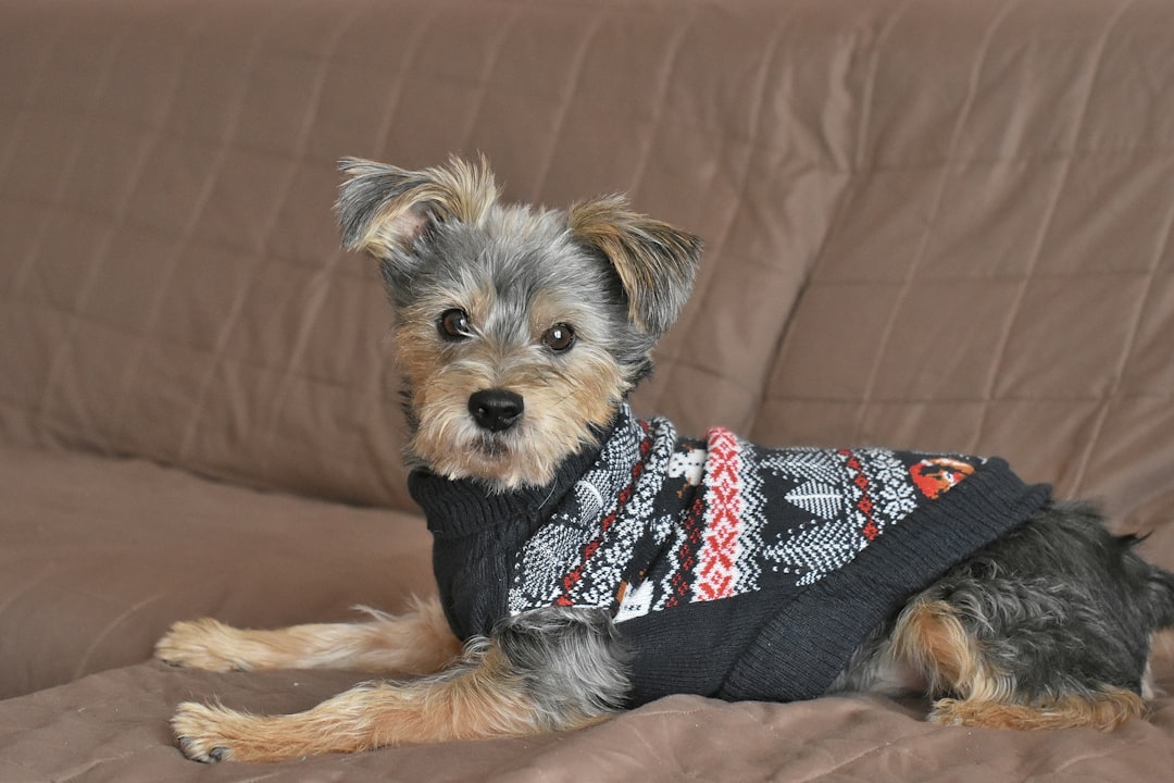 Dog wearing a knitted sweater outdoors