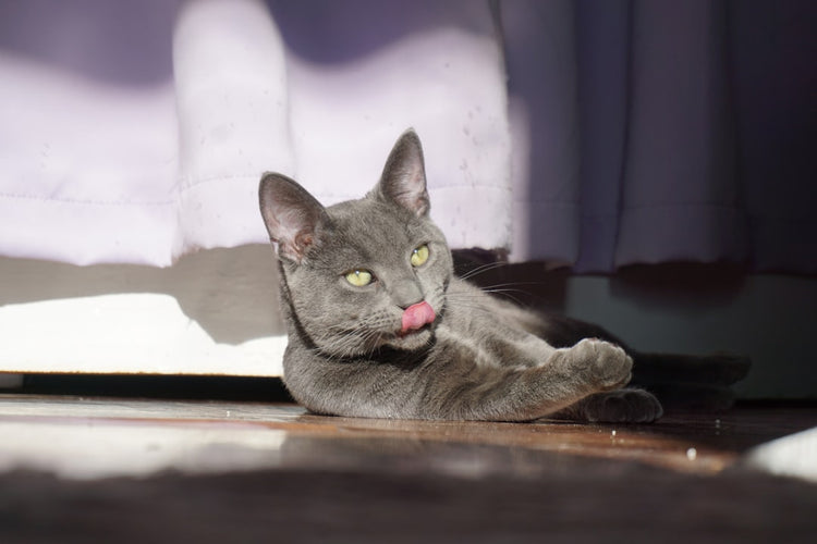 Relaxed cat at home