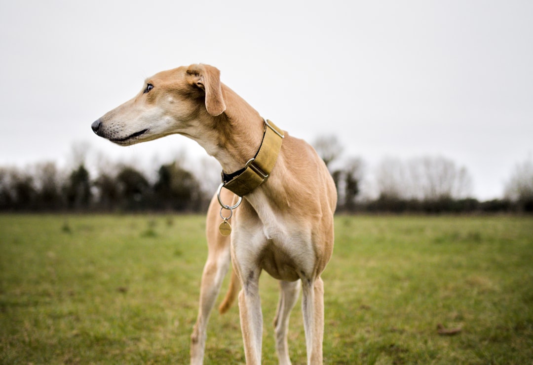 Greyhound wearing a martingale collar