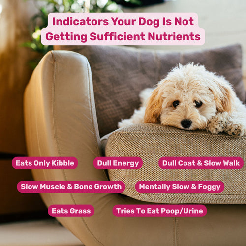 Absolut Pet Bone Muscle Multivitamin Chews Dogs Treat - Image 2