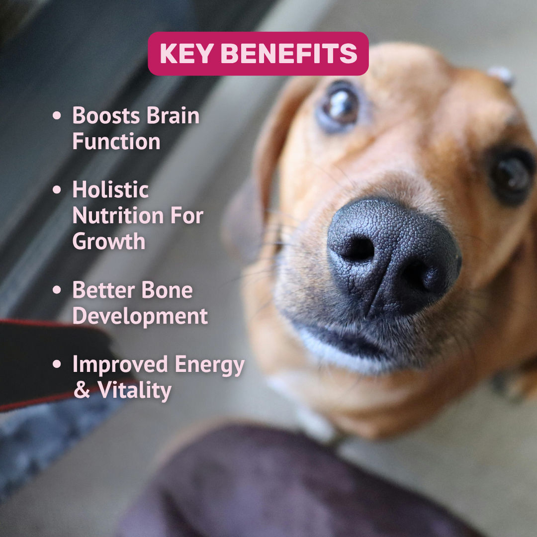 Absolut Pet Bone Muscle Multivitamin Chews Dogs Treat - Image 3
