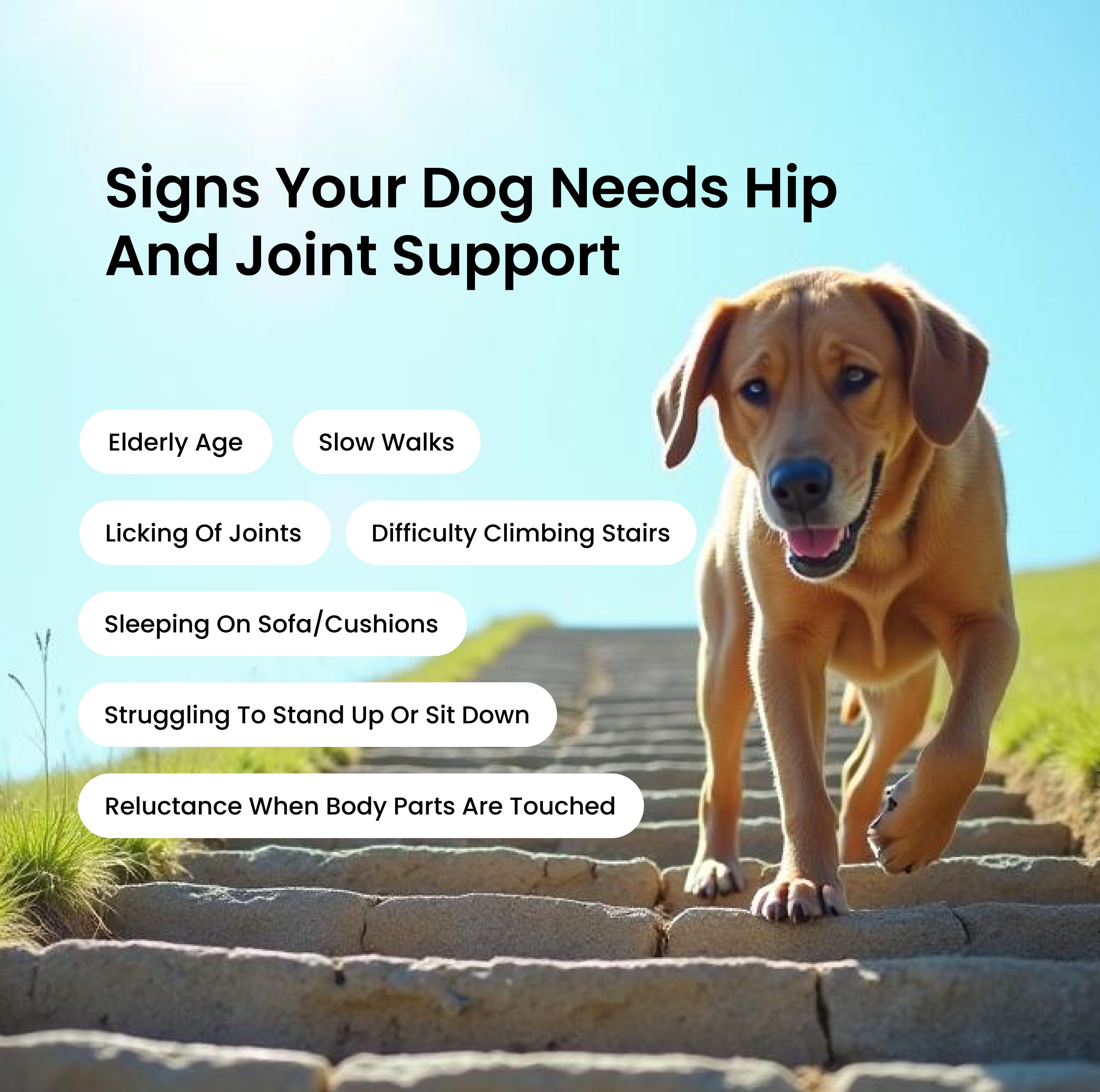 Absolut Pet Hip And Joint Dog Supplement - Image 4