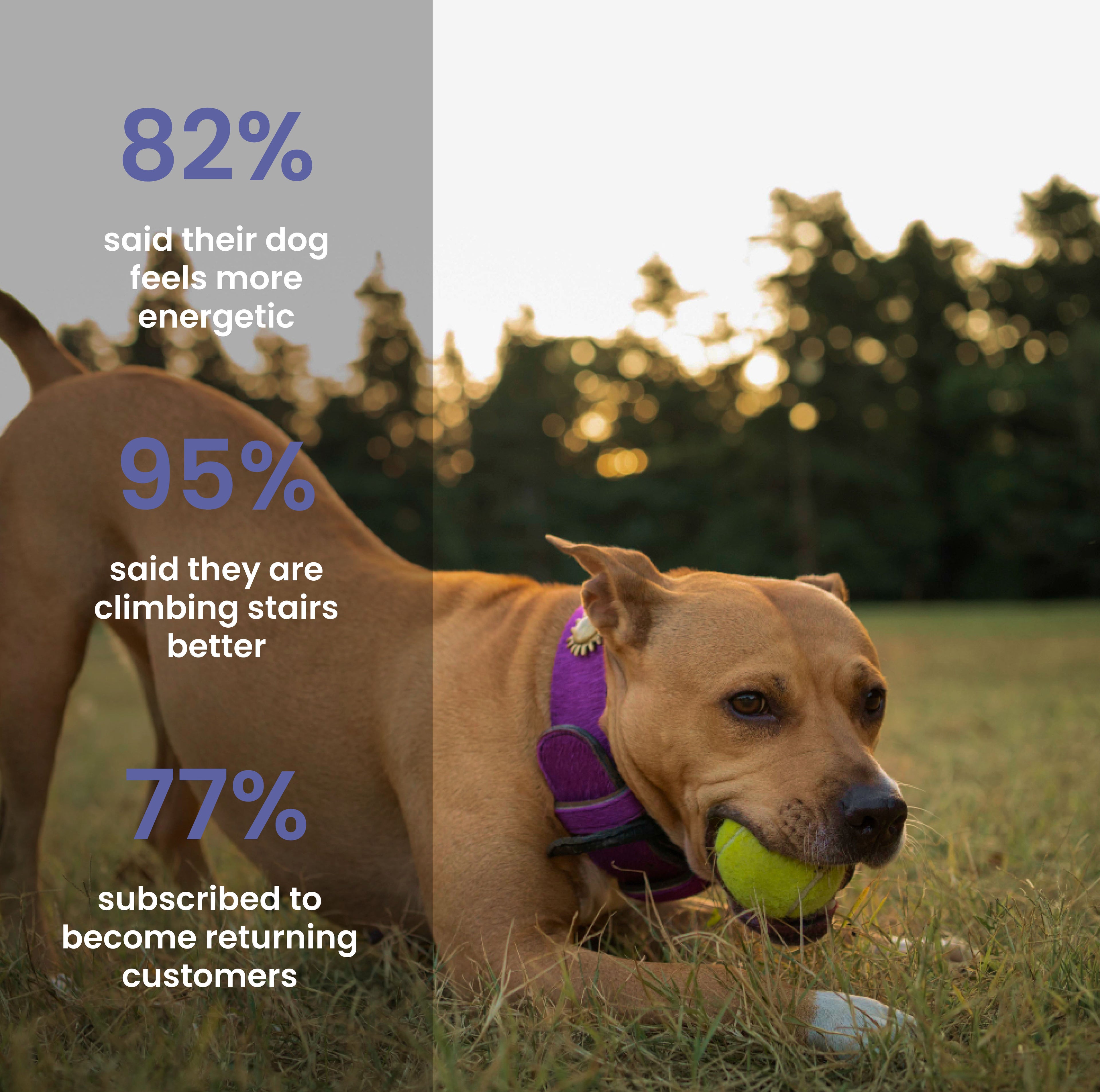 Absolut Pet Hip And Joint Dog Supplement - Image 5