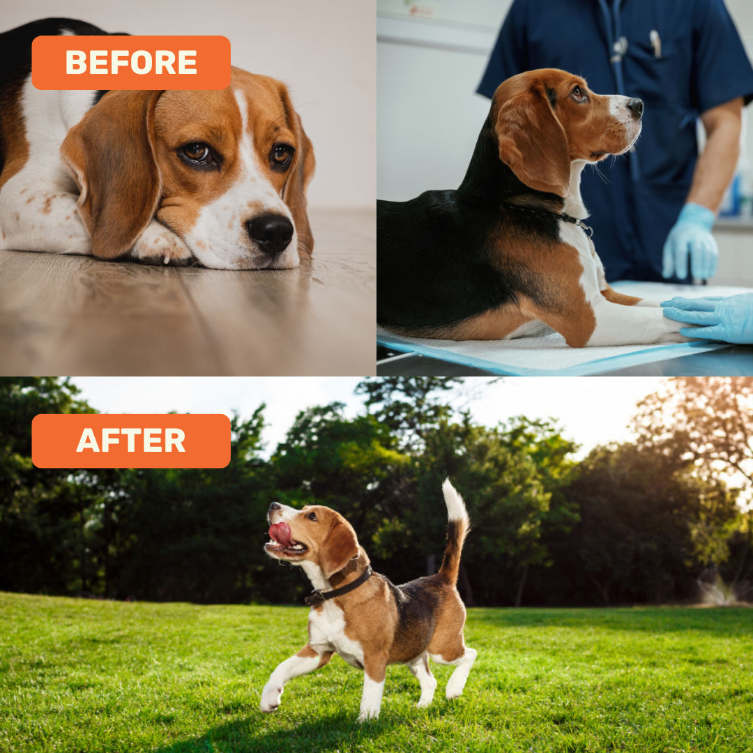 Absolut Pet Postbiotics To Boost Immunity Chews Dogs Treat - Image 3
