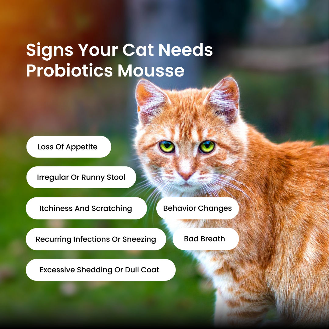 Absolut Pet Probiotics Gut Health Cat Supplement - Image 3