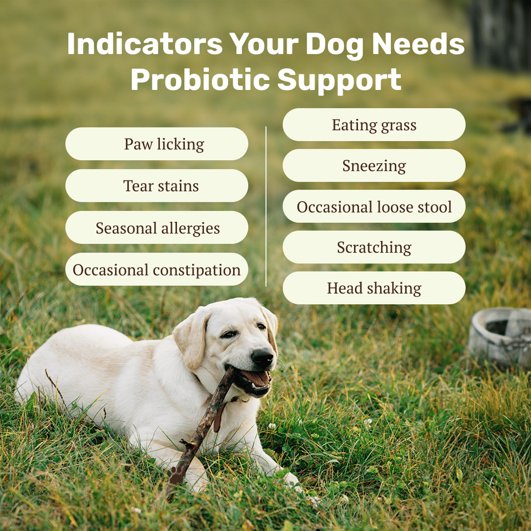 Absolut Pet Probiotics Gut Health Dog Supplement - Image 3