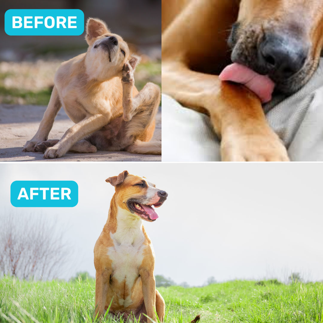 Absolut Pet Probiotics Gut Health Dog Supplement - Image 4