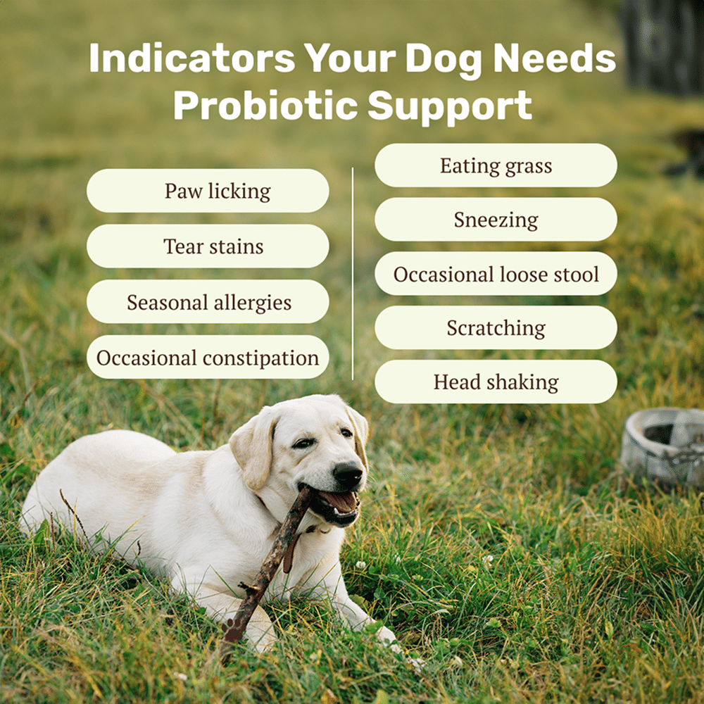 Absolut Pet Probiotics Hypoallergenic Gut Health Dog Supplement - Image 3
