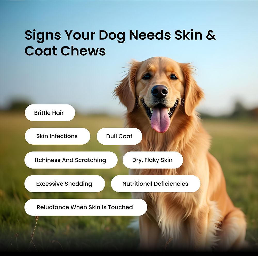 Absolut Pet Skin Coat With Collagen And Biotin Dog Supplement - Image 5