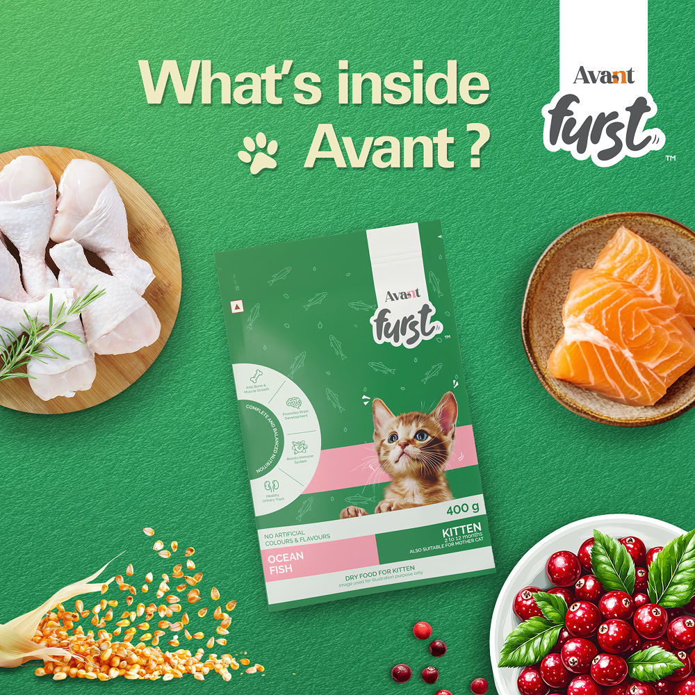 Avant Furst Ocean Fish Flavour Kitten Cat Dry Food — in use