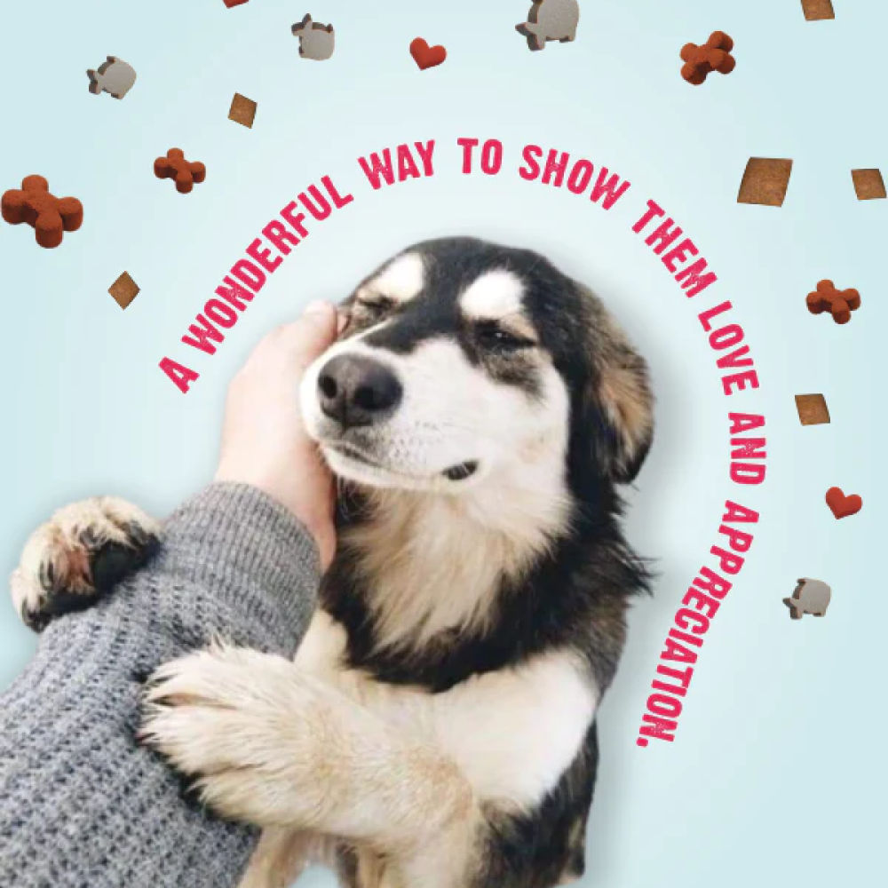 Bark Out Loud by Vivaldis Prefect Gifting Spanish Treat Box for Dogs — detail shot