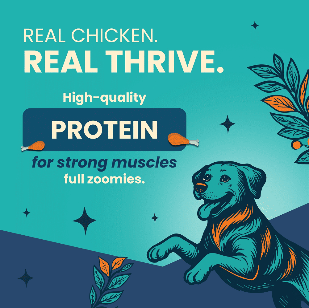 Bark Out Loud Thrive Chicken Flavour Adult Dog Dry Food — in use