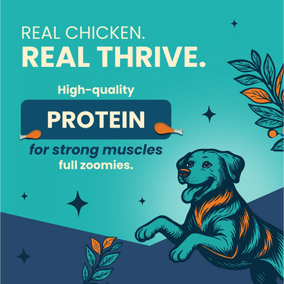 Bark Out Loud Thrive Chicken Flavour Adult Dog Dry Food — in use