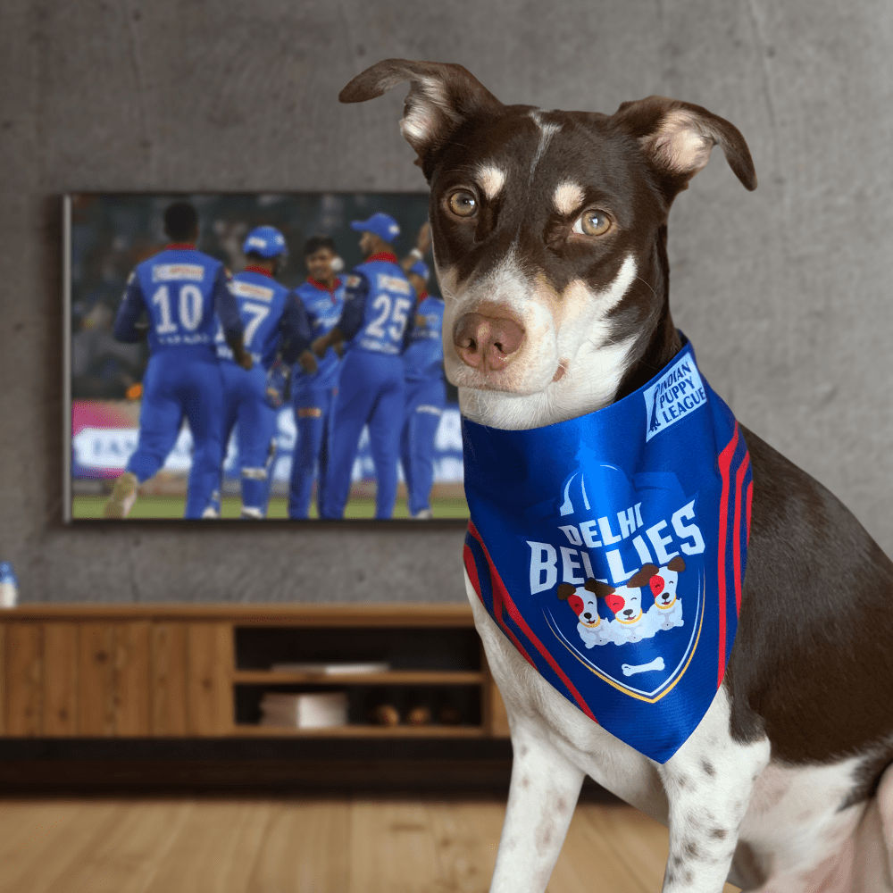 Barkbutler Delhi Bellies Bandana For Dogs