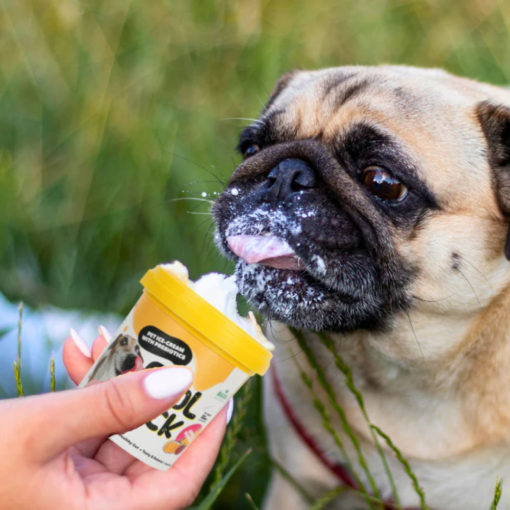 Basil Cool Lick Apple & Pumpkin with Added Prebiotics Ice Cream for Dogs — detail shot
