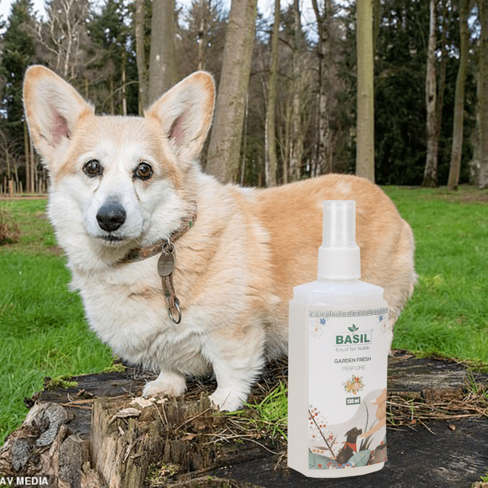 Basil Garden Fresh Perfume Spray for Dogs and Cats — in use