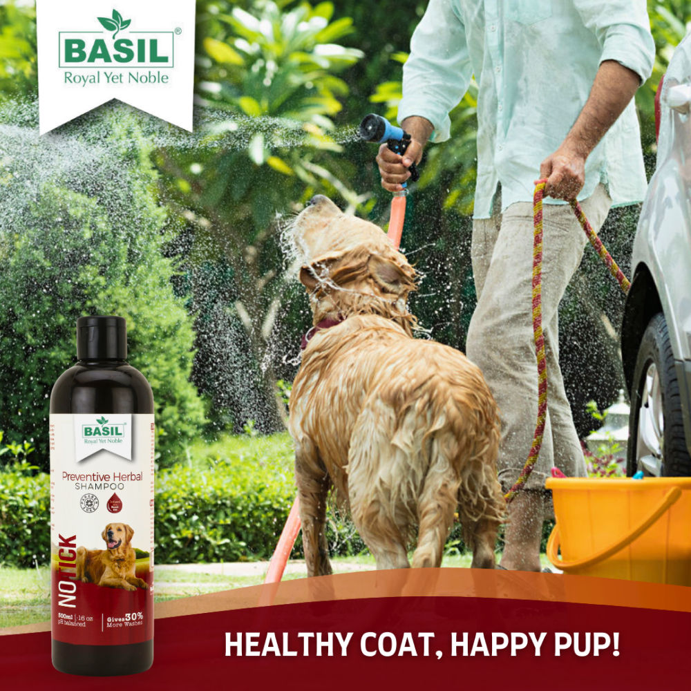 Basil Oat & Aloe Moisturising Shampoo for Dogs and Cats — in use