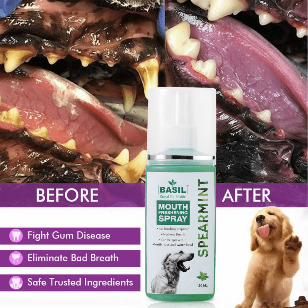 Basil Spearmint Mouth Spray for Dogs — in use