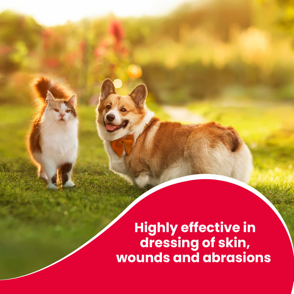 Beaphar Povidone Iodine Wound Healing Spray for Dogs and Cats — in use