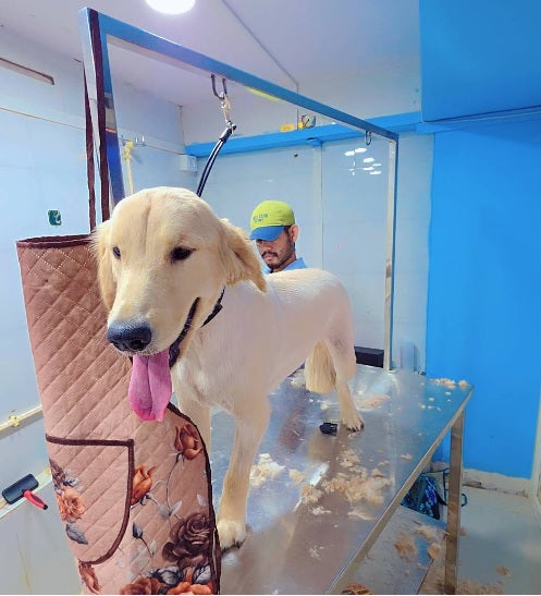 Golden retriever being groomed on the table at the Cuddle Paws Co spa in Gachibowli